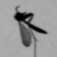 Fliege / Insekt